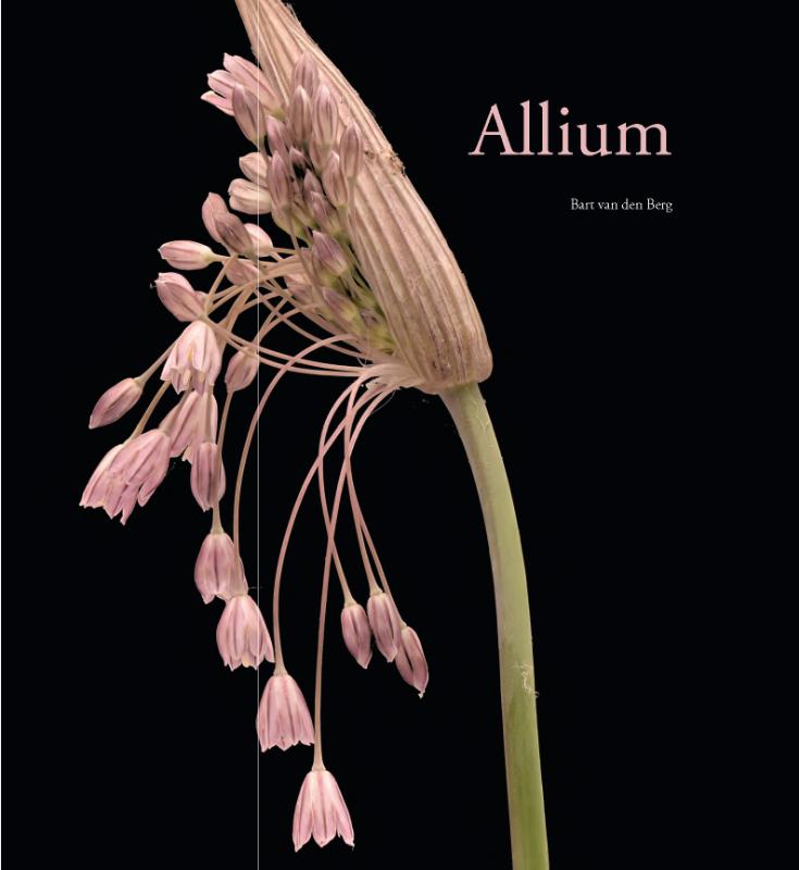 Allium