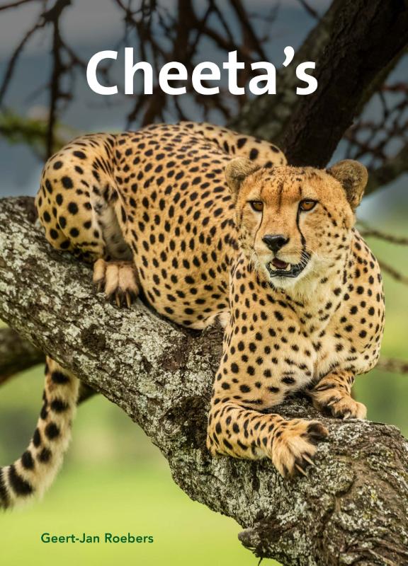 Cheeta's