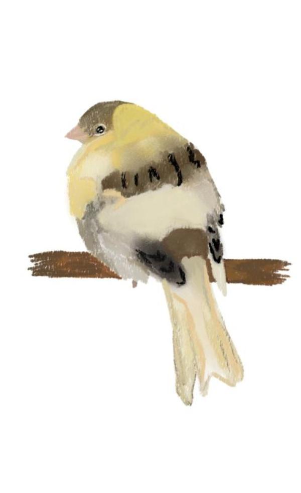 Canary
